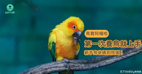 家裡養鳥好嗎|慎重考慮「自身條件」 第一次養鳥就上手：別輕易挑。